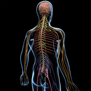 Human-brain-areas-and-functions