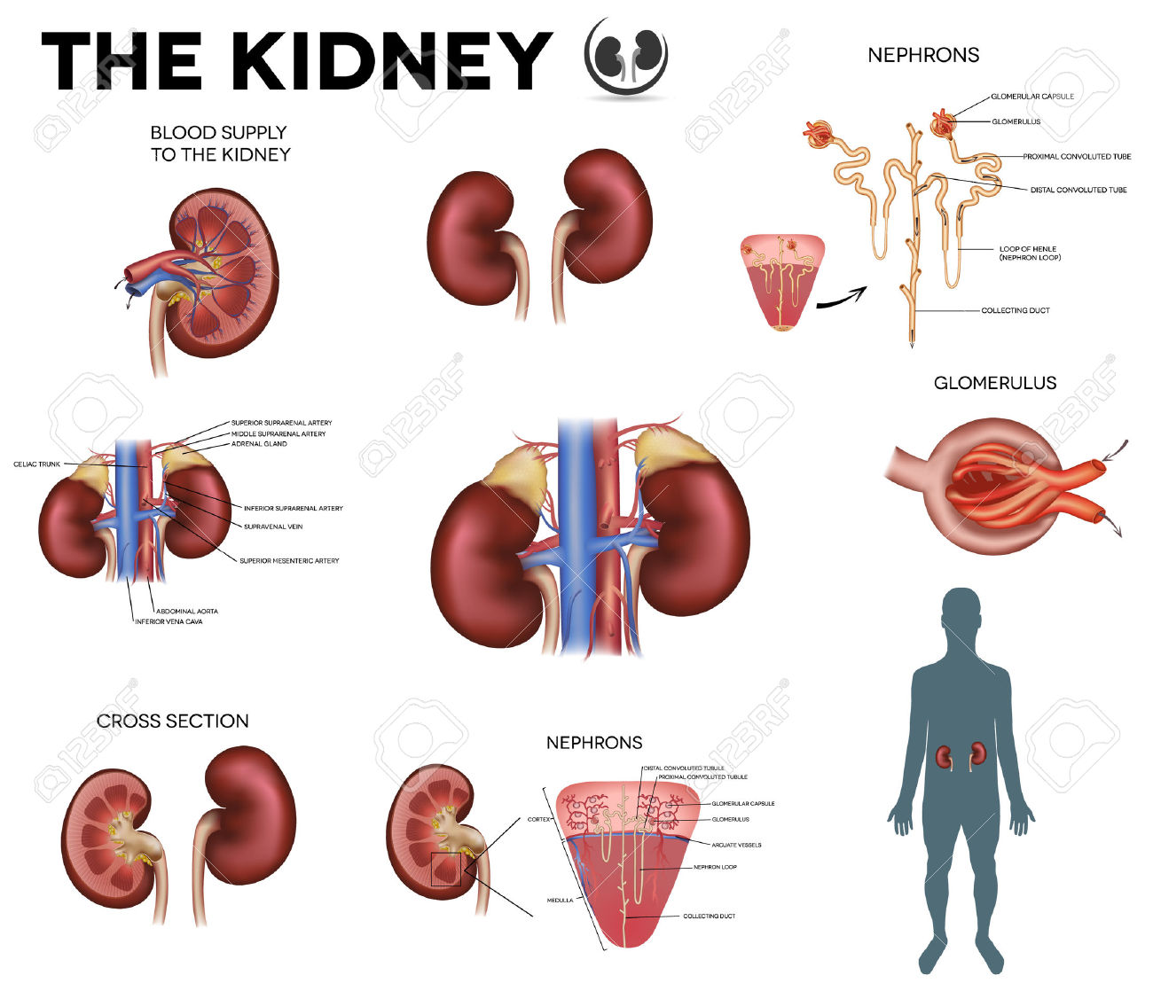 The-kidney